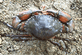 Orange Mud Crab 01