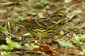 Black-faced Bunting 01