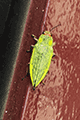 Ryukyu Jewel Beetle 02