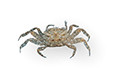 Brackish-water Crab01