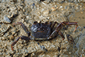 Sesarmine Crab 01