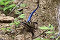 Barbour’s blue-tailed Skink 01