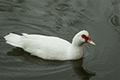 Muscovy Duck 01
