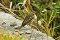 Olive-backed Pipit 01