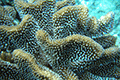 Antler Coral 01