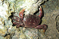 Rugose Land Crab 01