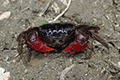 Mangrove Sesarmid Crab 02