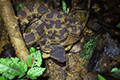 Dwarf Lancehead Snake, Okinawa Pitviper 01