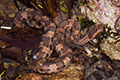 Dwarf Lancehead Snake, Okinawa Pitviper 02