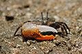 Orange Fiddler Crab 01