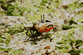 Orange Fiddler Crab 02
