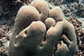 Honeycomb Coral 01