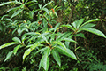 Woodland Elaeocarpus 01