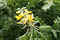 Yellow Necklacepod, Yellow Sophora 01
