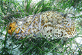 Leopard Sea Cucumber 01