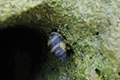Hollow-shelled Snail 01