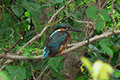 Common kingfisher 03