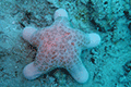 Granulated Sea Star 01