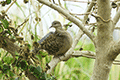 Eastern Turtle Dove 01