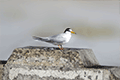 Little Tern01