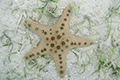 Horned sea star 03