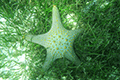 Cushion Sea Star 01