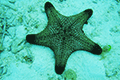 Cushion Sea Star 02