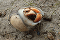 Land Hermit Crab 03