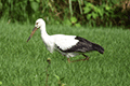 White Stork, Japanese White Stork01
