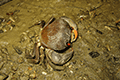 Kumadori-ougigani Xanthid Crab 01