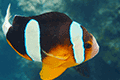 Clownfish 01