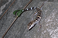 Yamashina’s ground gecko 04