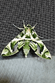 Oleander Hawk-moth 03