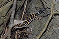 Spotted ground gecko 01