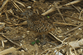 Barred Buttonquail 01