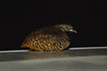 Barred Buttonquail 02