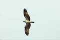 Okinawa Woodpecker 01