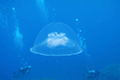 Moon Jellyfish 01