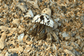 Wrinkled Land Hermit Crab 01