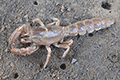 Scorpion Mud Lobster 01