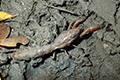 Scorpion Mud Lobster 04