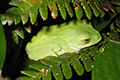 Okinawa Green Tree Frog 01