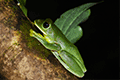 Okinawa Green Tree Frog 02