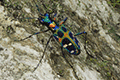 Tiger Beetle 01