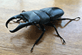 Okinawan Stag Beetle 01