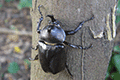 Okinawa rhinoceros beetle 01