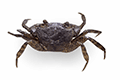 Yambaru Forest Crab 01