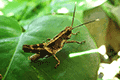 Okinawa Grasshopper 01