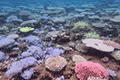 Coral reef 01（At Maeganeku Onna 01）