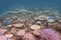 Coral reef 02（At Maeganeku Onna 02）